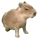 :capybara: