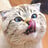 Catlover01